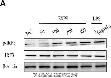 Anti-IRF3 antibody [5D2] used in Western Blot (WB). GTX84287