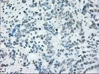 Anti-IRF3 antibody [5D2] used in IHC (Paraffin sections) (IHC-P). GTX84287