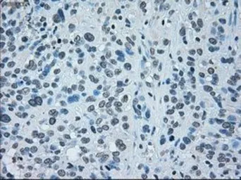 Anti-IRF3 antibody [5D2] used in IHC (Paraffin sections) (IHC-P). GTX84287