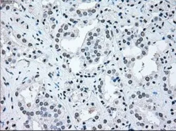 Anti-IRF3 antibody [5D2] used in IHC (Paraffin sections) (IHC-P). GTX84287