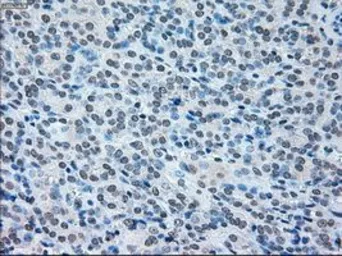 Anti-IRF3 antibody [5D2] used in IHC (Paraffin sections) (IHC-P). GTX84287