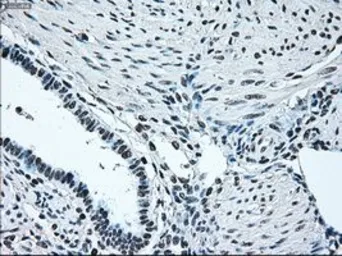 Anti-IRF3 antibody [5D2] used in IHC (Paraffin sections) (IHC-P). GTX84287