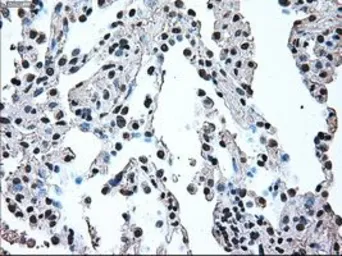 Anti-IRF3 antibody [5D2] used in IHC (Paraffin sections) (IHC-P). GTX84287