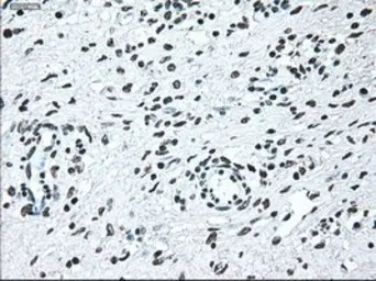 Anti-IRF3 antibody [5D2] used in IHC (Paraffin sections) (IHC-P). GTX84287