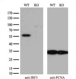 Anti-IRF3 antibody [5D2] used in Western Blot (WB). GTX84287