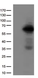 Anti-IRF3 antibody [5D2] used in Western Blot (WB). GTX84287