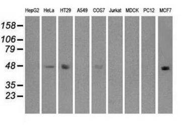 Anti-IRF3 antibody [5D2] used in Western Blot (WB). GTX84287