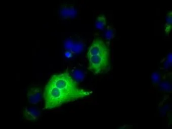 Anti-IGF2BP2 antibody [3G7] used in Immunocytochemistry/ Immunofluorescence (ICC/IF). GTX84303