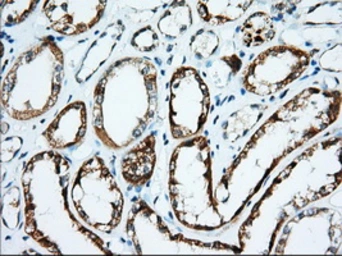 Anti-IGF2BP2 antibody [3G7] used in IHC (Paraffin sections) (IHC-P). GTX84303