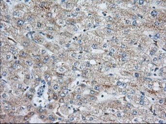 Anti-IGF2BP2 antibody [3G7] used in IHC (Paraffin sections) (IHC-P). GTX84303