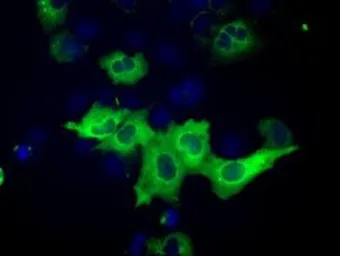 Anti-IGF2BP2 antibody [3F9] used in Immunocytochemistry/ Immunofluorescence (ICC/IF). GTX84306