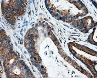 Anti-HIPPI antibody [4F6] used in IHC (Paraffin sections) (IHC-P). GTX84310