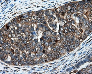 Anti-HIPPI antibody [4F6] used in IHC (Paraffin sections) (IHC-P). GTX84310
