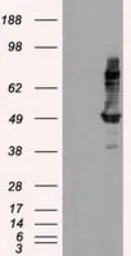 Anti-HIPPI antibody [4F6] used in Western Blot (WB). GTX84310
