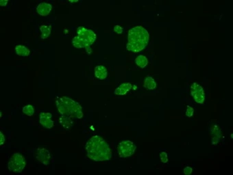 Anti-GRASP1 antibody [1E3] used in Immunocytochemistry/ Immunofluorescence (ICC/IF). GTX84410