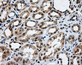 Anti-GRASP1 antibody [1E3] used in IHC (Paraffin sections) (IHC-P). GTX84410