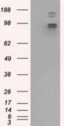 Anti-GRASP1 antibody [1E3] used in Western Blot (WB). GTX84410