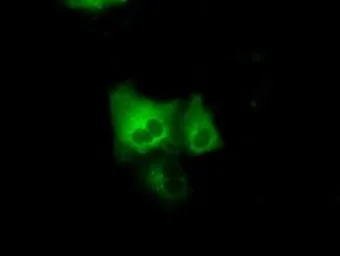 Anti-GRASP1 antibody [2C11] used in Immunocytochemistry/ Immunofluorescence (ICC/IF). GTX84411