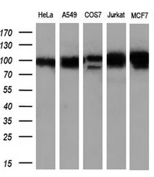 Anti-GRASP1 antibody [2C11] used in Western Blot (WB). GTX84411