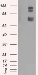 Anti-GRASP1 antibody [2C11] used in Western Blot (WB). GTX84411