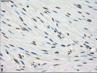 Anti-FKBP5 antibody [3E9] used in IHC (Paraffin sections) (IHC-P). GTX84491