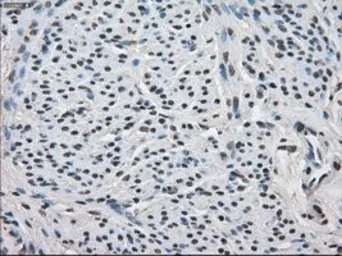 Anti-FKBP5 antibody [3E9] used in IHC (Paraffin sections) (IHC-P). GTX84491