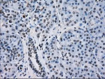 Anti-FKBP5 antibody [3E9] used in IHC (Paraffin sections) (IHC-P). GTX84491