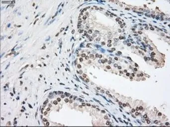 Anti-FKBP5 antibody [3E9] used in IHC (Paraffin sections) (IHC-P). GTX84491