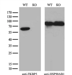 Anti-FKBP5 antibody [3E9] used in Western Blot (WB). GTX84491