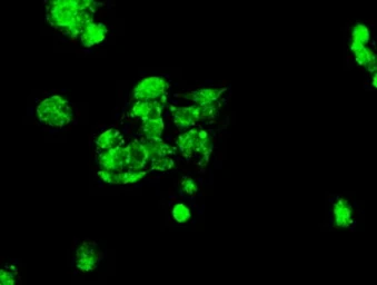 Anti-Mig-2 antibody [9E4] used in Immunocytochemistry/ Immunofluorescence (ICC/IF). GTX84507
