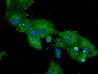 Anti-CD26 antibody [11D7] used in Immunocytochemistry/ Immunofluorescence (ICC/IF). GTX84602