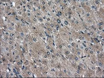 Anti-CD26 antibody [11D7] used in IHC (Paraffin sections) (IHC-P). GTX84602