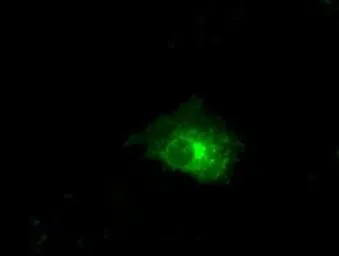 Anti-Claudin 5 antibody [1G4] used in Immunocytochemistry/ Immunofluorescence (ICC/IF). GTX84681