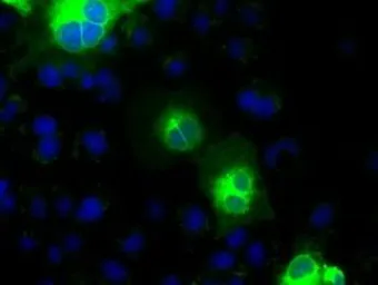 Anti-CDH13 antibody [3H6] used in Immunocytochemistry/ Immunofluorescence (ICC/IF). GTX84697