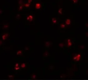 Anti-FRMPD1 antibody used in Immunocytochemistry/ Immunofluorescence (ICC/IF). GTX85011