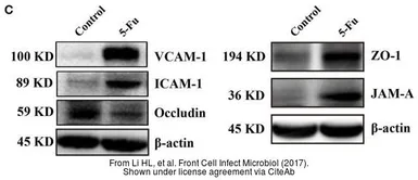 Anti-Occludin antibody used in Western Blot (WB). GTX85016