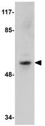 Anti-Occludin antibody used in Western Blot (WB). GTX85016