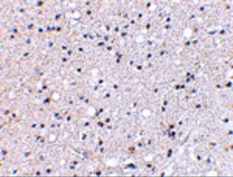 Anti-KA1 antibody used in IHC (Paraffin sections) (IHC-P). GTX85045