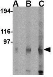 Anti-KA1 antibody used in Western Blot (WB). GTX85045