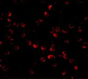 Anti-HUWE1 antibody used in Immunocytochemistry/ Immunofluorescence (ICC/IF). GTX85051