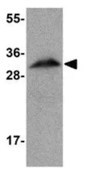 Anti-Apolipoprotein A1 antibody used in Western Blot (WB). GTX85115