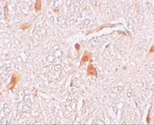 Anti-SHISA9 antibody used in IHC (Paraffin sections) (IHC-P). GTX85137