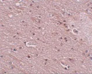 Anti-TMEM16B antibody used in IHC (Paraffin sections) (IHC-P). GTX85241