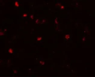 Anti-TMEM16B antibody used in IHC (Paraffin sections) (IHC-P). GTX85241