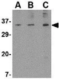 Anti-ORAI3 antibody used in Western Blot (WB). GTX85442