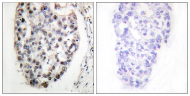 Anti-MYF5 antibody used in IHC (Paraffin sections) (IHC-P). GTX87110