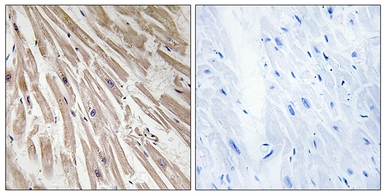 Anti-ARPP21 antibody used in IHC (Paraffin sections) (IHC-P). GTX87161