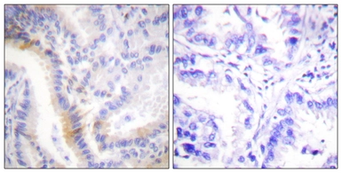 Anti-Urocortin antibody used in IHC (Paraffin sections) (IHC-P). GTX87176
