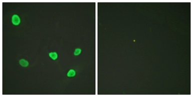 Anti-Histone H2B antibody used in Immunocytochemistry/ Immunofluorescence (ICC/IF). GTX87385