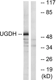 Anti-UGDH antibody used in Western Blot (WB). GTX87421